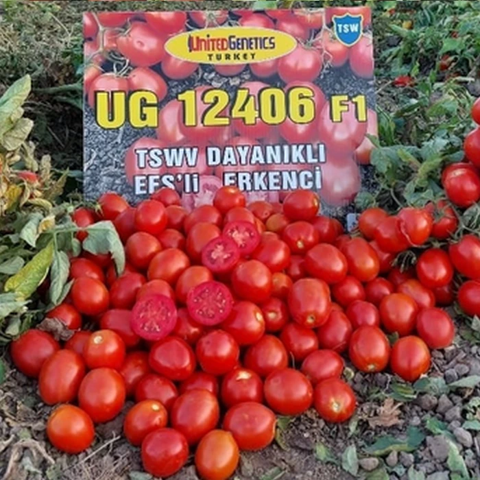 UG 12406 Domates �e�idi
