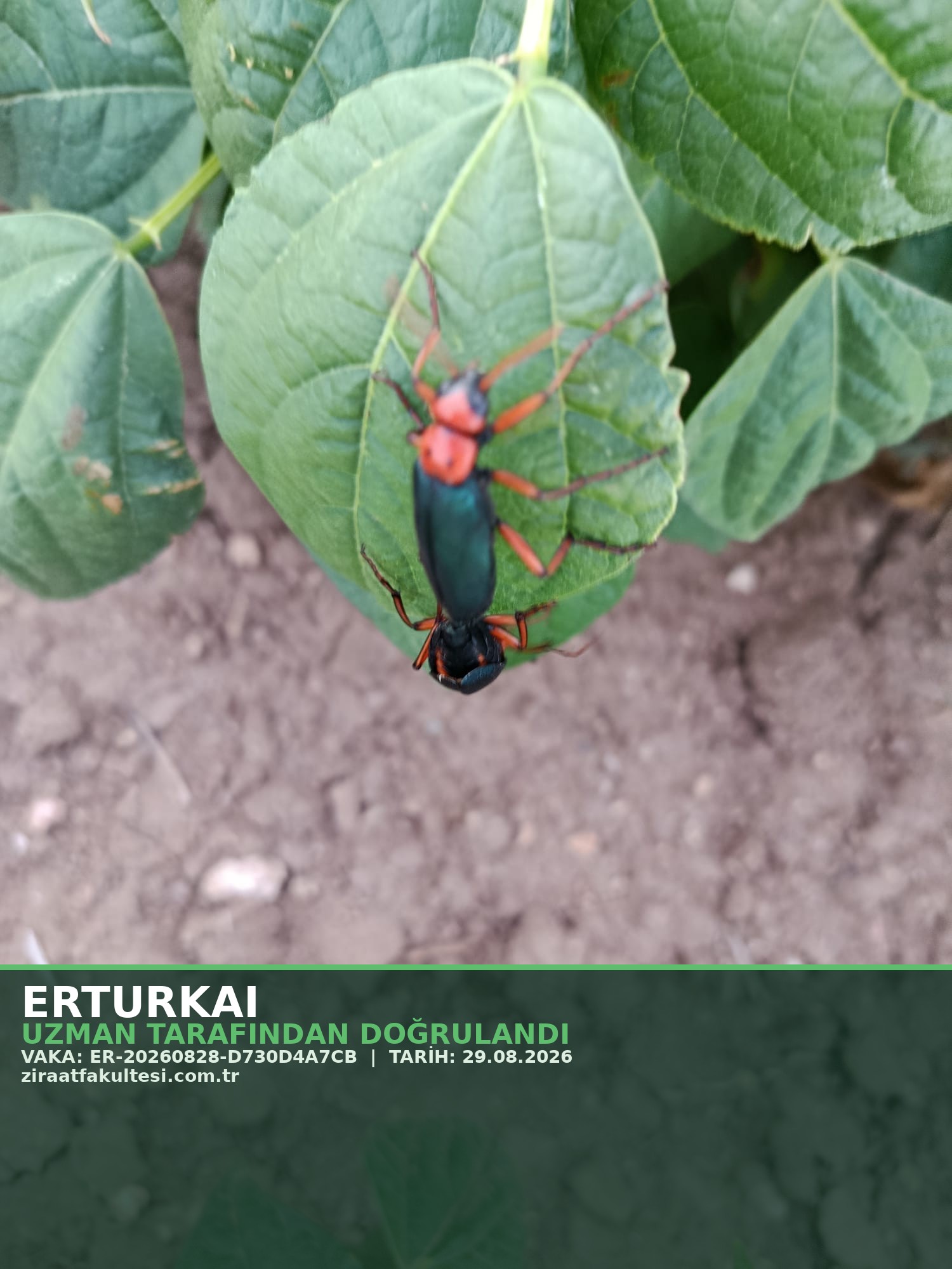 Ekin Yaprak Böceği